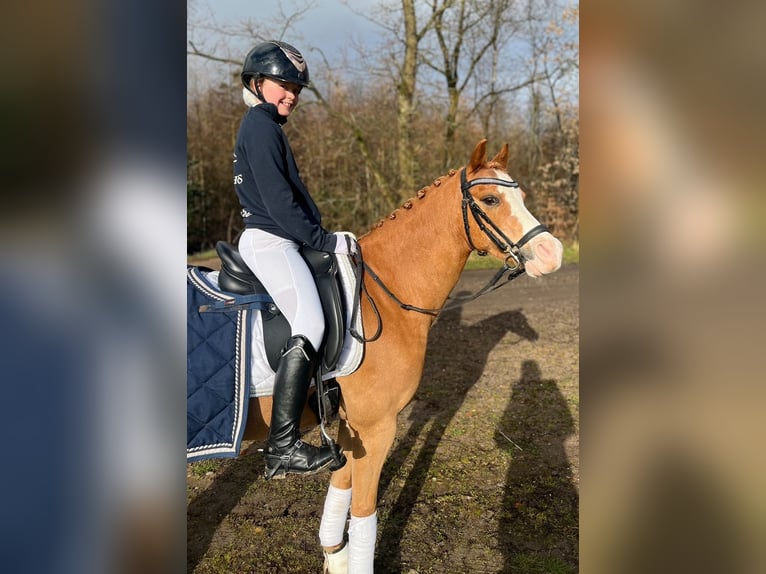 Welsh-B Wallach 11 Jahre 130 cm Fuchs in Grindsted