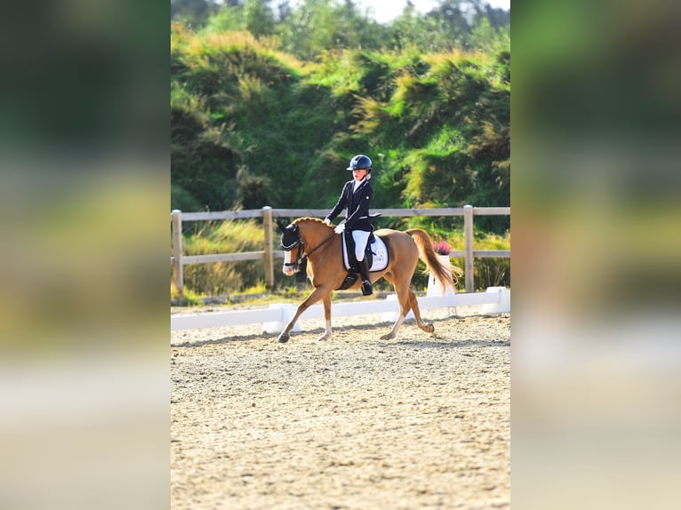 Welsh-B Wallach 11 Jahre 130 cm Fuchs in Grindsted