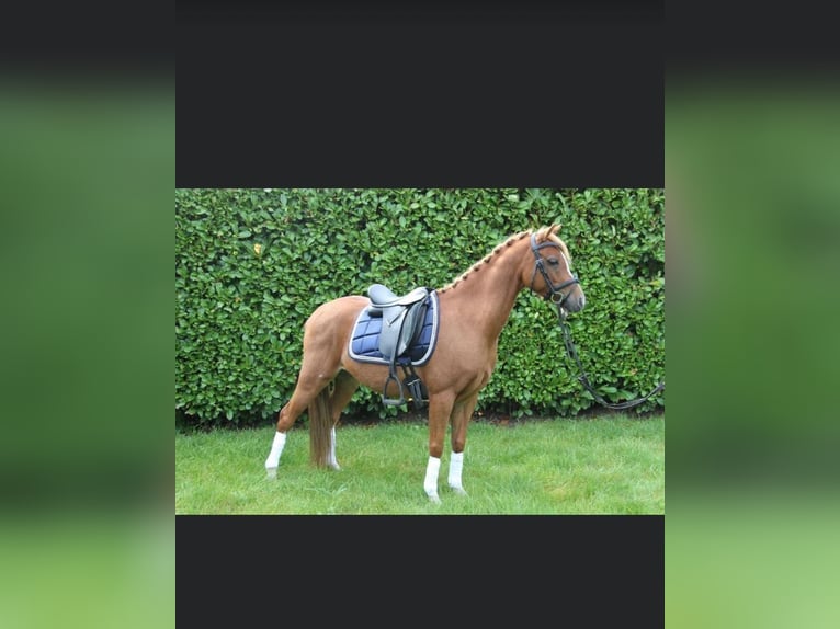 Welsh-B Wallach 11 Jahre 130 cm Fuchs in Belsele