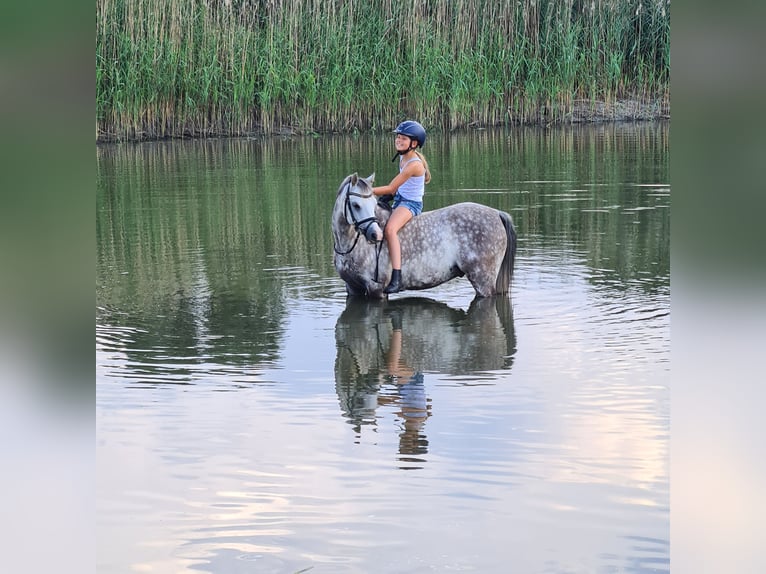 Welsh-B Wallach 11 Jahre 132 cm Apfelschimmel in Berlin