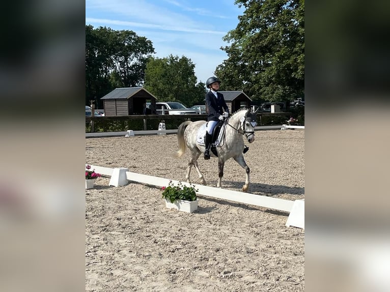 Welsh-B Wallach 11 Jahre 132 cm Apfelschimmel in Berlin