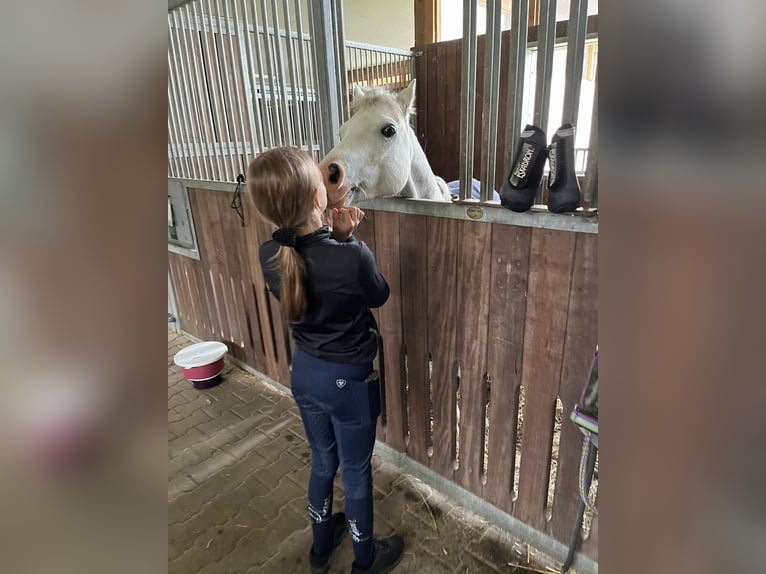 Welsh-B Wallach 11 Jahre 132 cm Apfelschimmel in Berlin