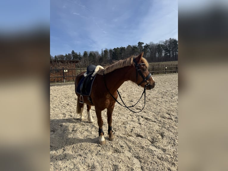 Welsh-B Wallach 11 Jahre 132 cm Dunkelfuchs in Neu-Anspach