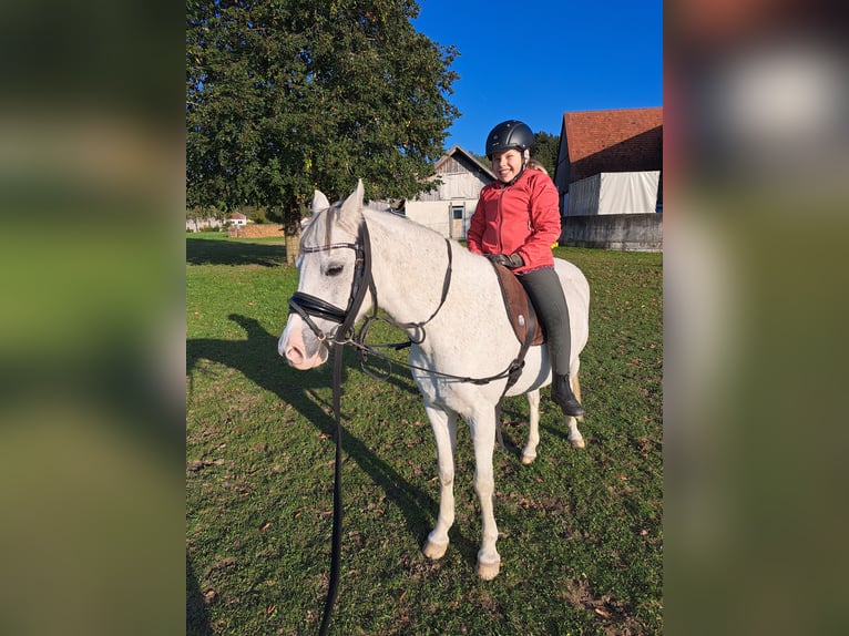 Welsh-B Wallach 11 Jahre 136 cm Schimmel in Aichstetten