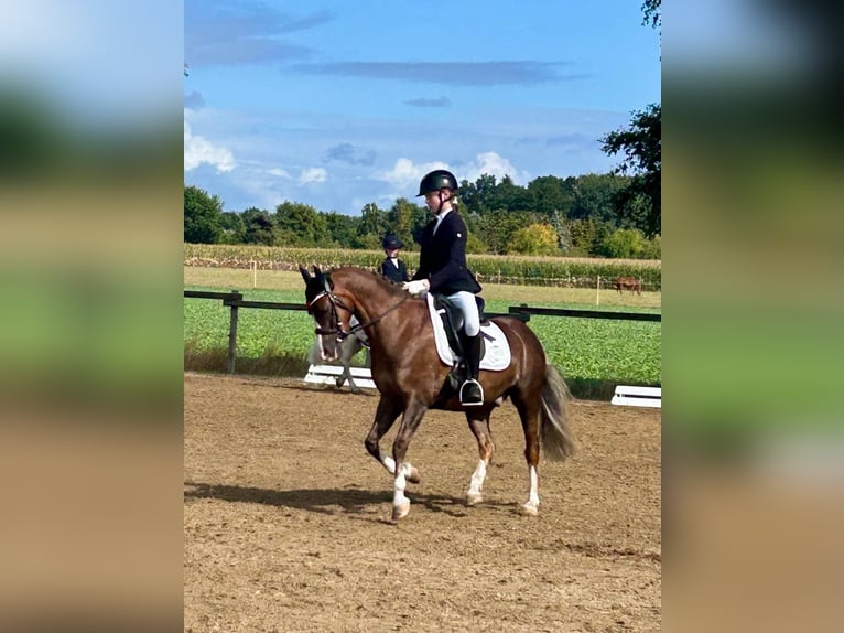 Welsh-B Wallach 11 Jahre 137 cm Dunkelfuchs in Sottrum