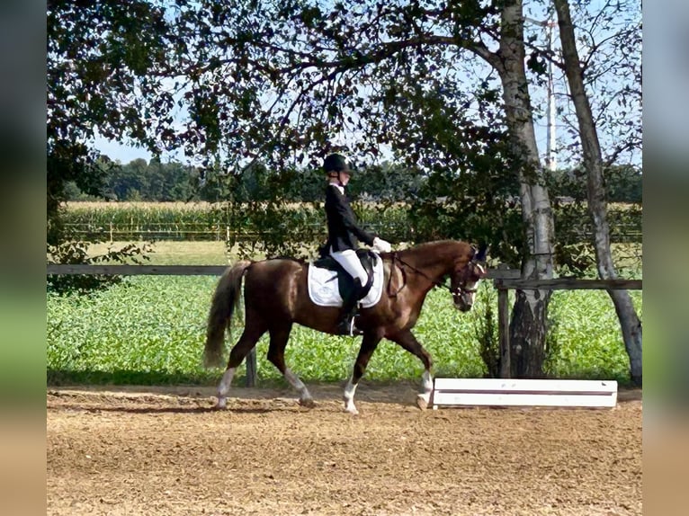 Welsh-B Wallach 11 Jahre 137 cm Dunkelfuchs in Sottrum