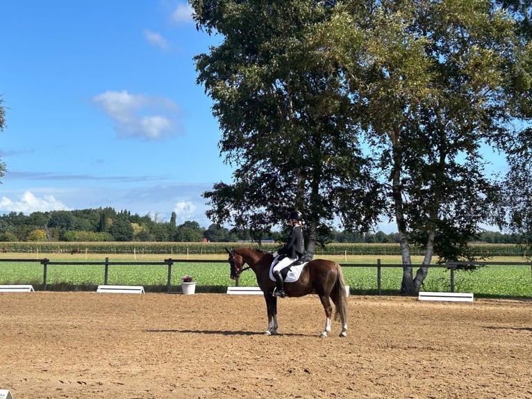 Welsh-B Wallach 11 Jahre 137 cm Dunkelfuchs in Sottrum
