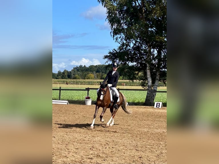 Welsh-B Wallach 11 Jahre 137 cm Dunkelfuchs in Sottrum