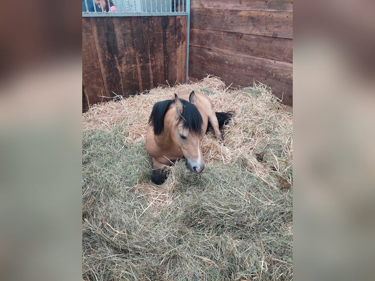 Welsh-B Wallach 11 Jahre 137 cm Falbe in Otterstadt