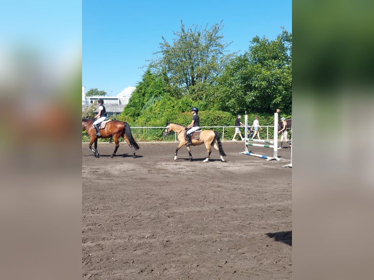 Welsh-B Wallach 11 Jahre 137 cm Falbe in Otterstadt