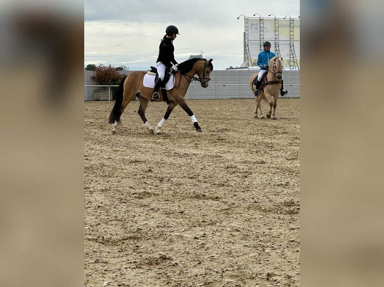 Welsh-B Wallach 11 Jahre 137 cm Falbe in Otterstadt