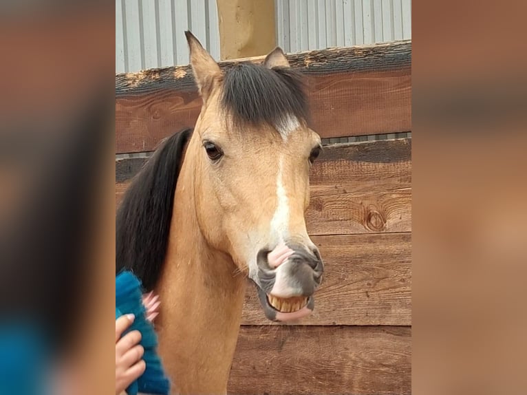 Welsh-B Wallach 11 Jahre 137 cm Falbe in Otterstadt