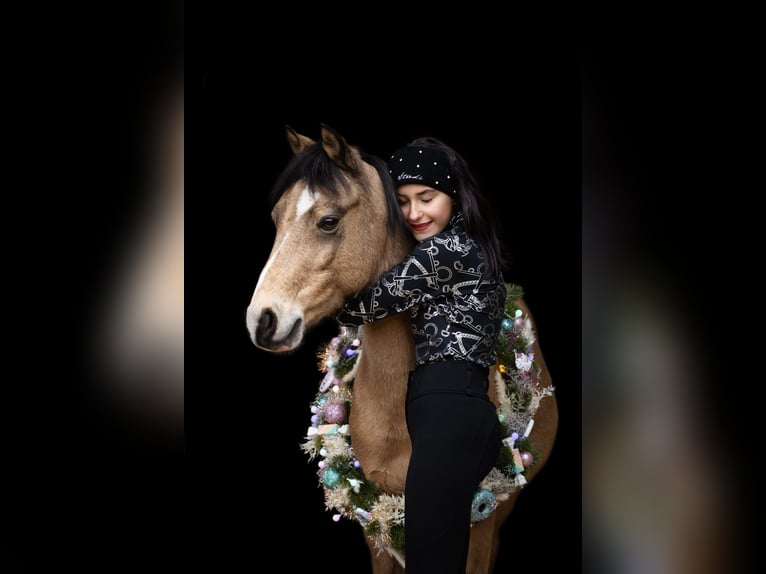 Welsh-B Wallach 11 Jahre 137 cm Falbe in Otterstadt
