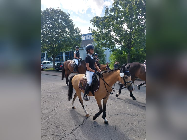 Welsh-B Wallach 11 Jahre 137 cm Falbe in Otterstadt