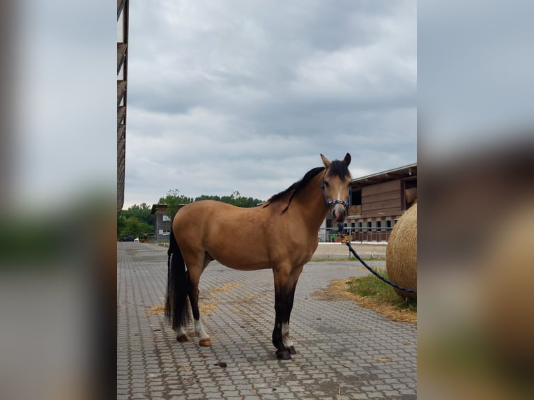Welsh-B Wallach 11 Jahre 137 cm Falbe in Otterstadt