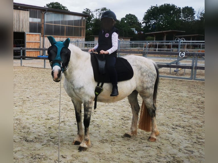 Welsh-B Wallach 11 Jahre 138 cm Schimmel in Wittgendorf