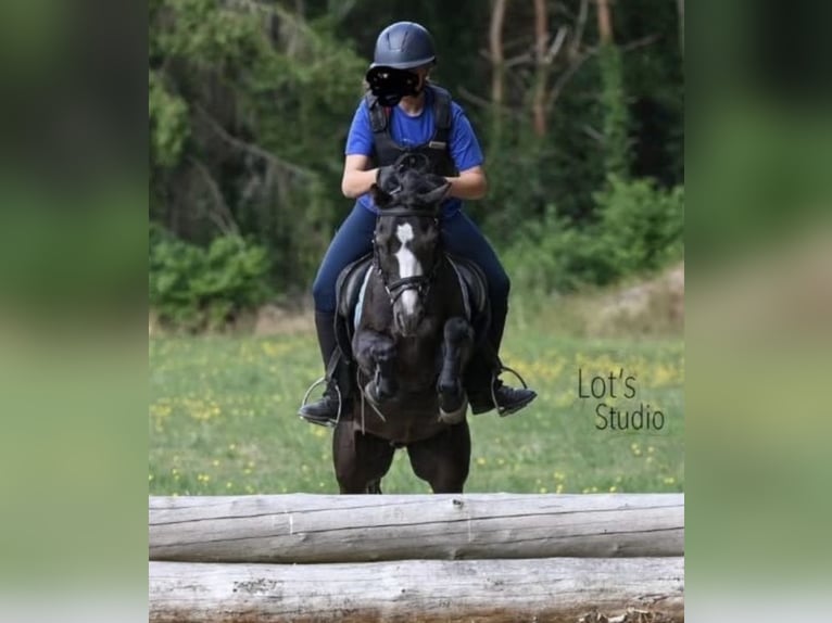 Welsh-B Wallach 12 Jahre 125 cm Rappe in Augustinusga