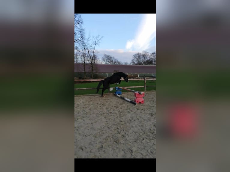 Welsh-B Wallach 12 Jahre 130 cm in Havixbeck