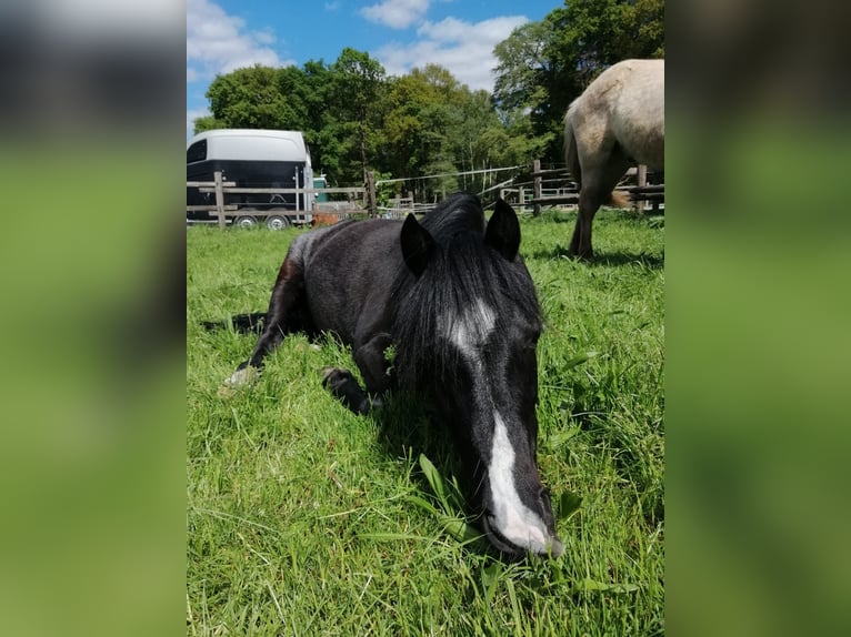 Welsh-B Wallach 12 Jahre 130 cm in Havixbeck