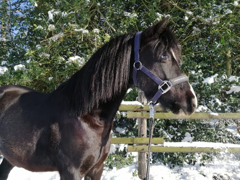 Welsh-B Wallach 12 Jahre 130 cm in Havixbeck