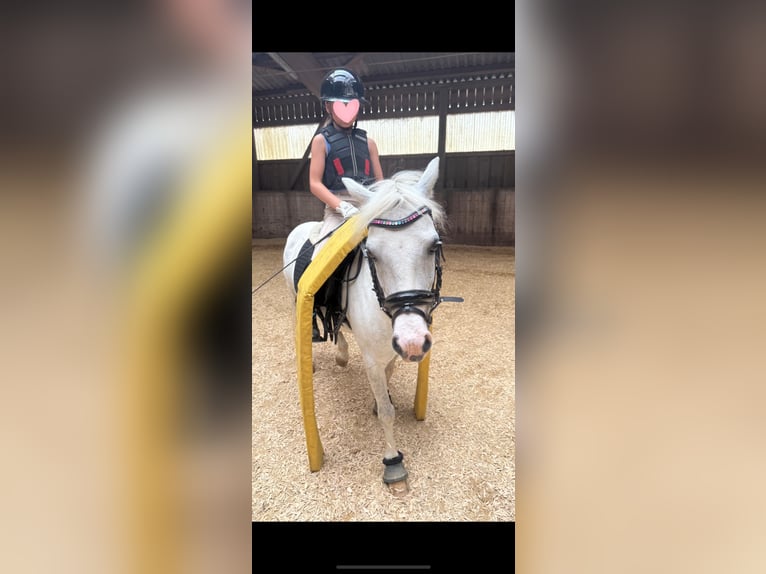 Welsh-B Mix Wallach 12 Jahre 131 cm Apfelschimmel in Ulm
