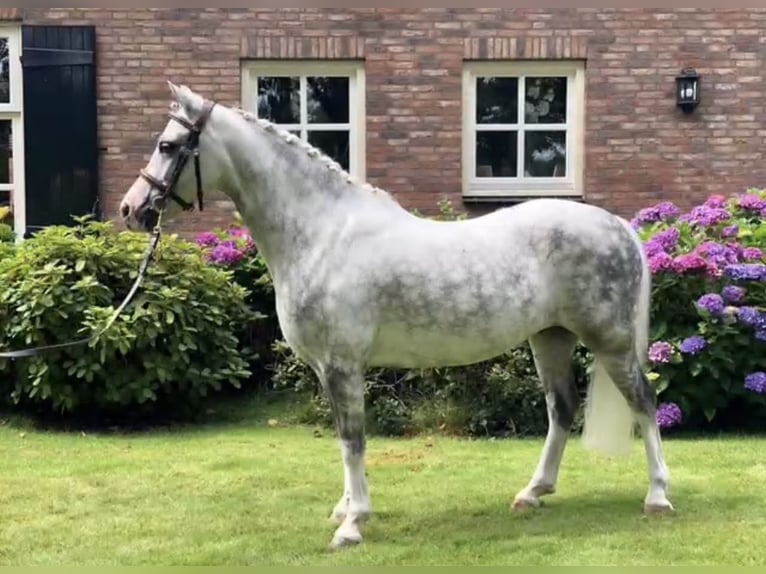 Welsh-B Mix Wallach 12 Jahre 131 cm Apfelschimmel in Ulm