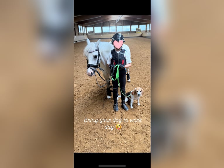 Welsh-B Mix Wallach 12 Jahre 131 cm Apfelschimmel in Ulm