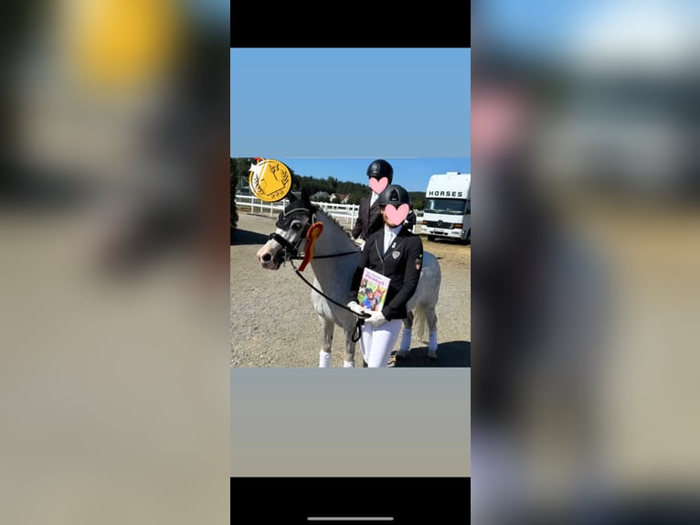 Welsh-B Mix Wallach 12 Jahre 131 cm Apfelschimmel in Ulm