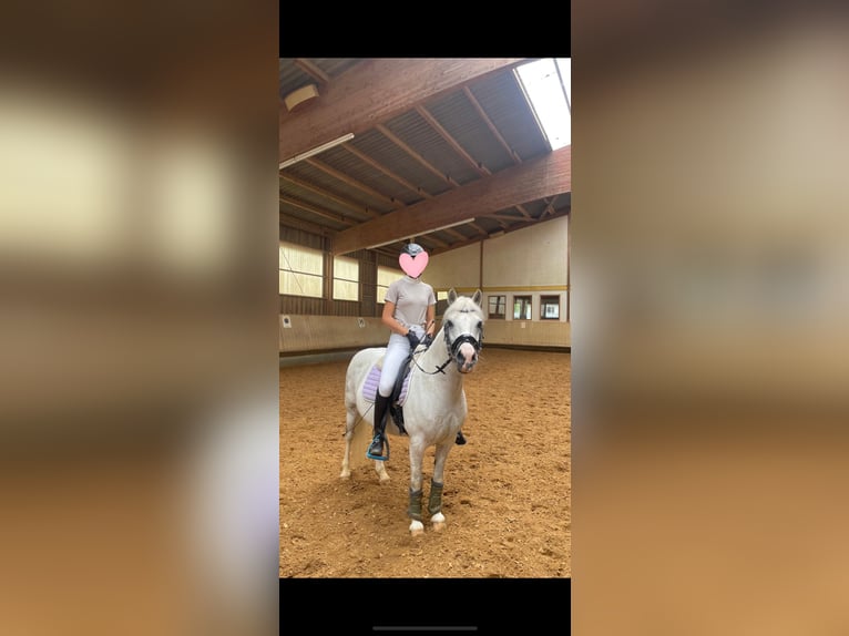 Welsh-B Mix Wallach 12 Jahre 131 cm Apfelschimmel in Ulm