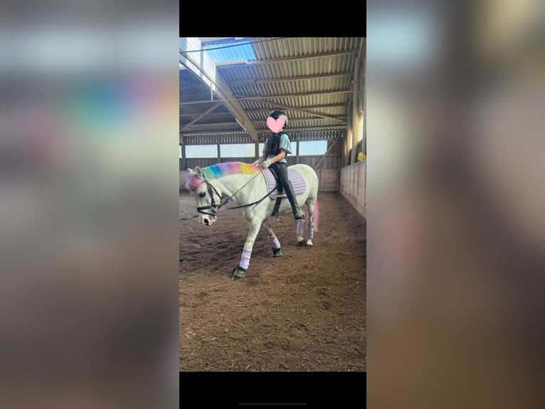 Welsh-B Mix Wallach 12 Jahre 131 cm Apfelschimmel in Ulm