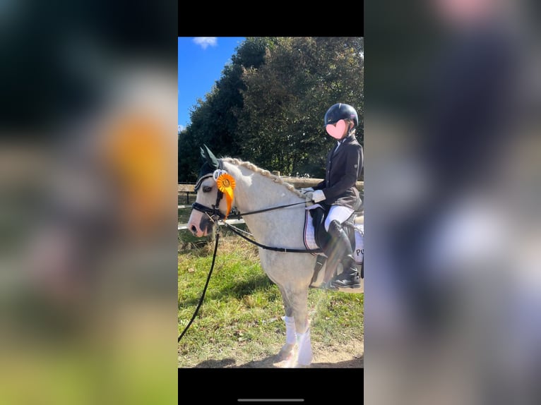 Welsh-B Mix Wallach 12 Jahre 131 cm Apfelschimmel in Ulm