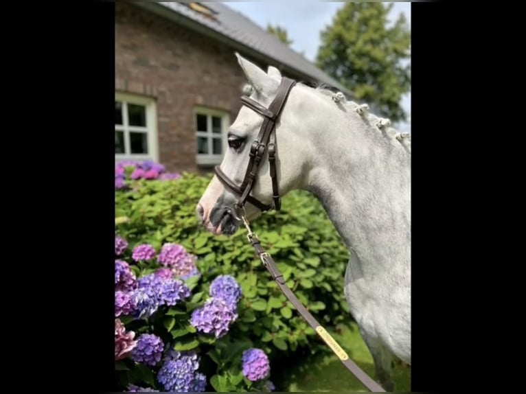Welsh-B Mix Wallach 12 Jahre 131 cm Apfelschimmel in Ulm