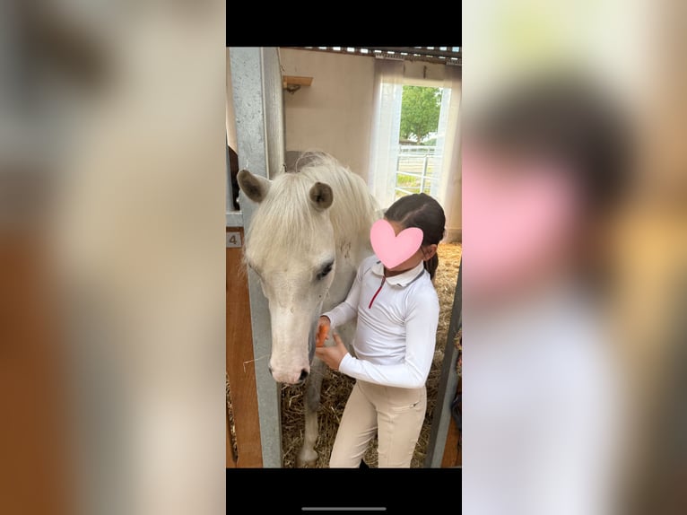Welsh-B Mix Wallach 12 Jahre 131 cm Apfelschimmel in Ulm