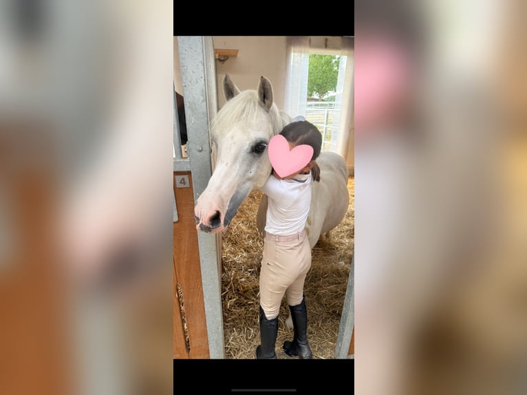 Welsh-B Mix Wallach 12 Jahre 131 cm Apfelschimmel in Ulm
