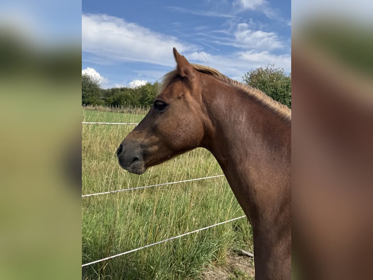 Welsh-B Wallach 12 Jahre 132 cm Dunkelfuchs in Neu-Anspach
