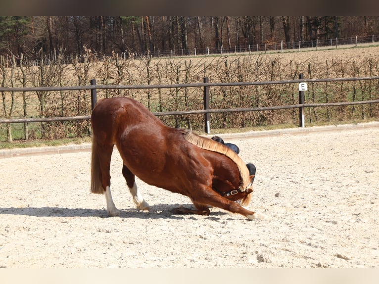 Welsh-B Wallach 12 Jahre 132 cm Dunkelfuchs in Neu-Anspach