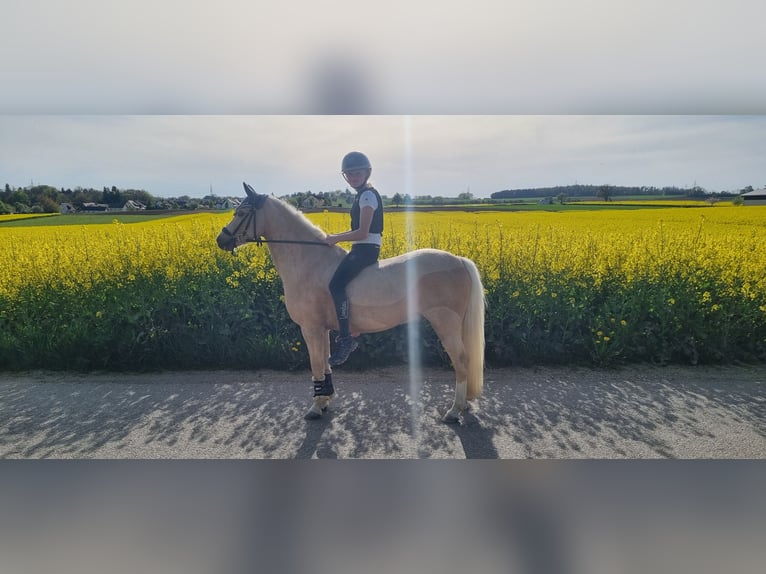 Welsh-B Wallach 12 Jahre 135 cm Palomino in Niederstotzingen