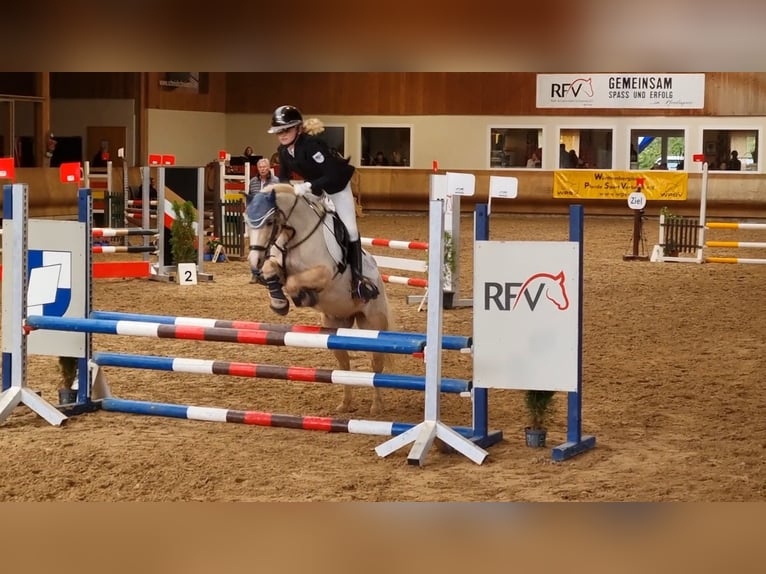 Welsh-B Wallach 12 Jahre 135 cm Palomino in Niederstotzingen