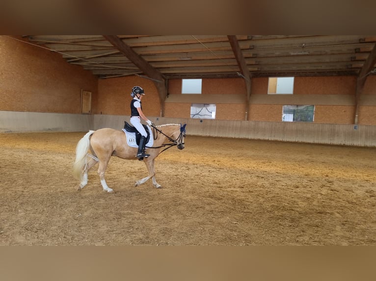 Welsh-B Wallach 12 Jahre 135 cm Palomino in Niederstotzingen