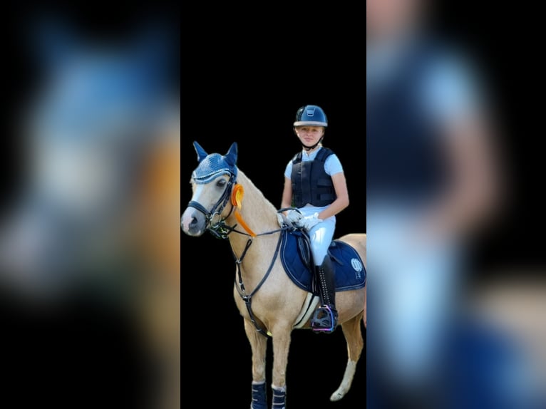 Welsh-B Wallach 12 Jahre 135 cm Palomino in Niederstotzingen