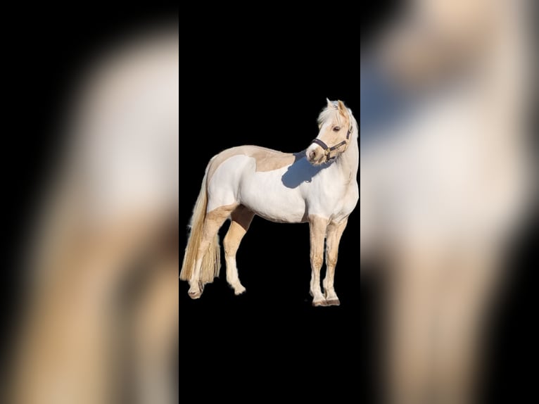 Welsh-B Wallach 12 Jahre 135 cm Palomino in Niederstotzingen