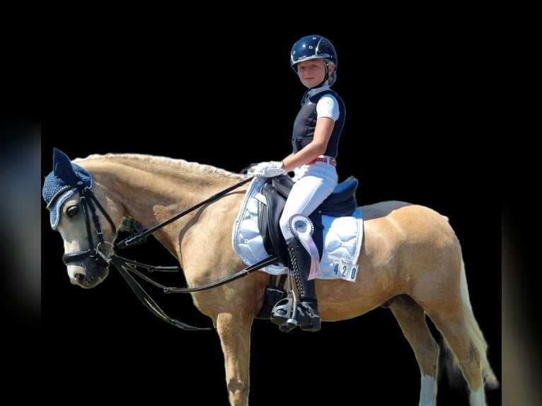 Welsh-B Wallach 12 Jahre 137 cm Palomino in Niederstotzingen