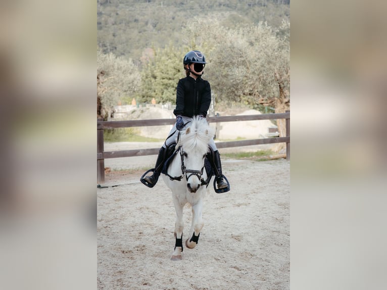 Welsh-B Mix Wallach 13 Jahre 124 cm Schimmel in Mallorca