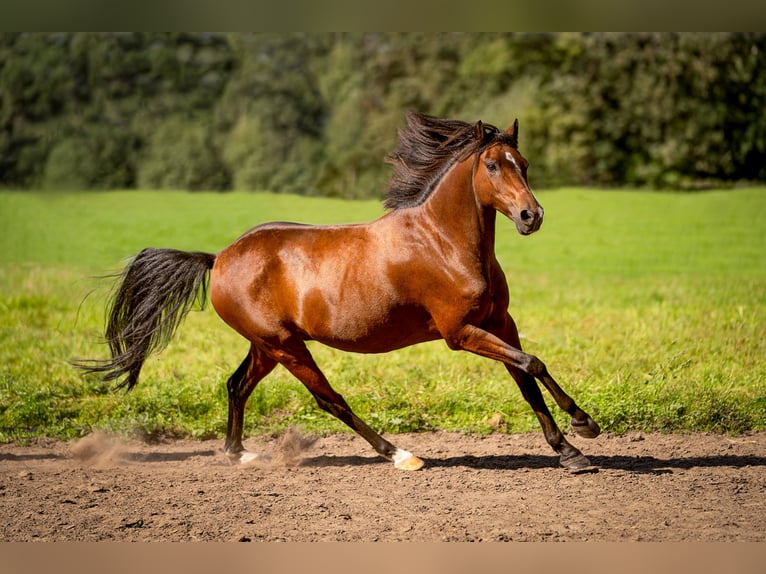 Welsh-B Wallach 13 Jahre 125 cm Brauner in Vreden