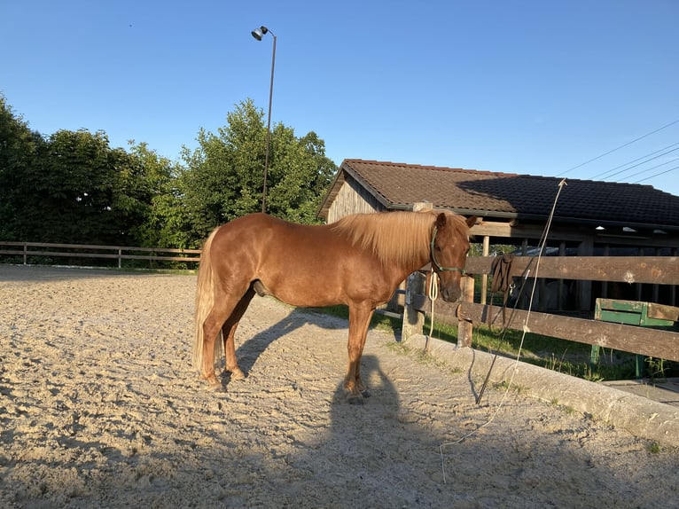 Welsh-B Mix Wallach 13 Jahre 128 cm Fuchs in Geitenedt