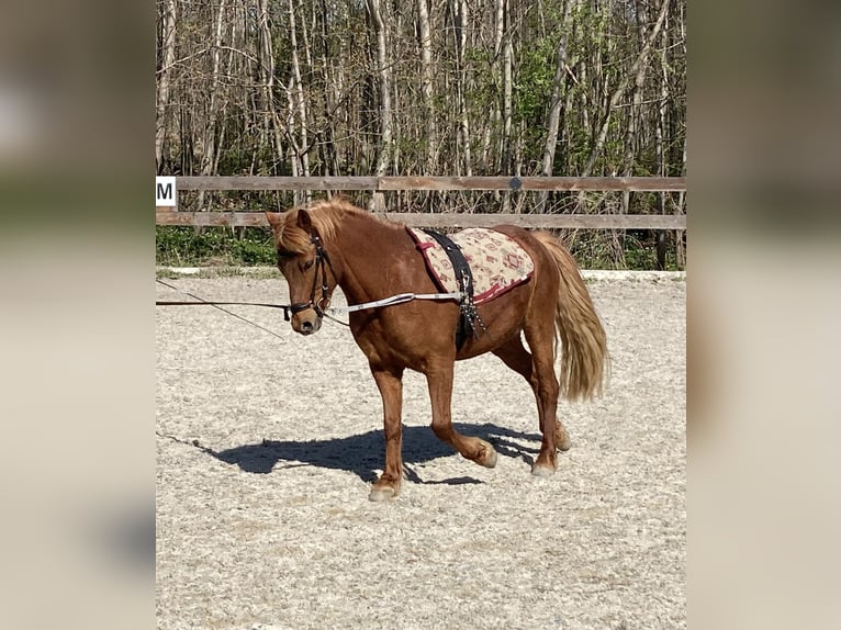 Welsh-B Mix Wallach 13 Jahre 128 cm Fuchs in Geitenedt