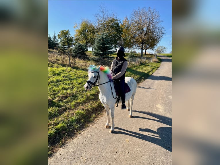 Welsh-B Mix Wallach 13 Jahre 130 cm Apfelschimmel in Schopfheim