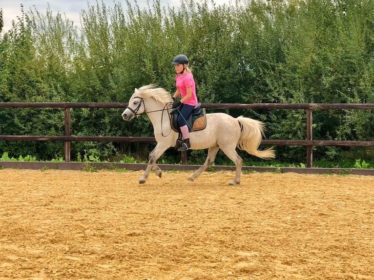 Welsh-B Mix Wallach 13 Jahre 132 cm Schimmel in Springe