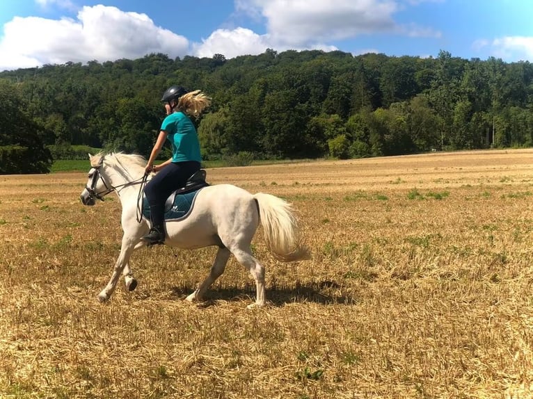 Welsh-B Mix Wallach 13 Jahre 132 cm Schimmel in Springe