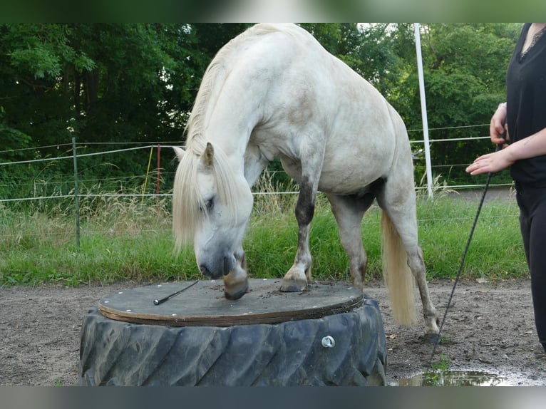 Welsh-B Mix Wallach 13 Jahre 132 cm Schimmel in Springe